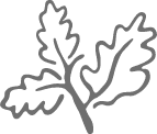 Leaf icon