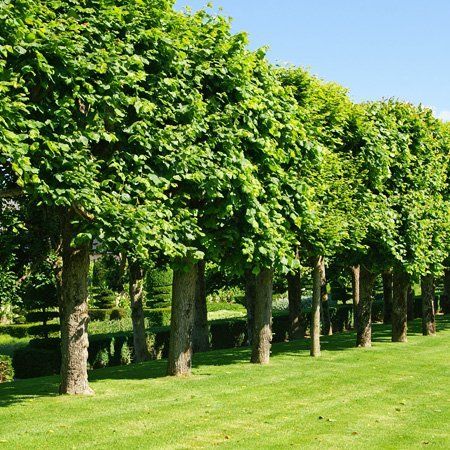 For fast response emergency tree work call 01909 519 675 Crown lifting image