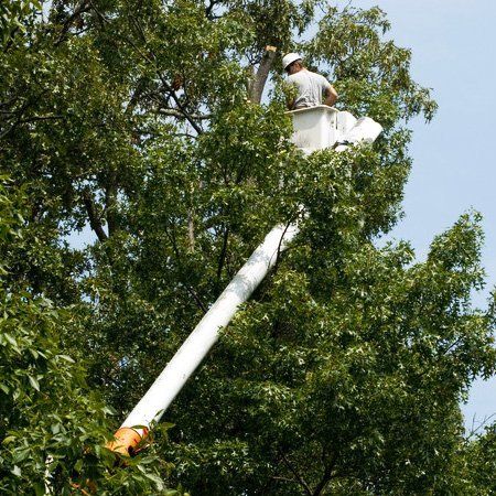 For fast response emergency tree work call 01909 519 675 Crown thinning image