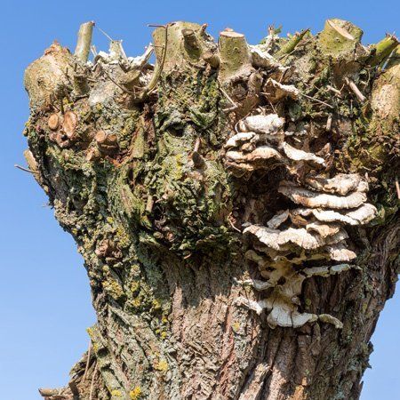 For fast response emergency tree work call 01909 519 675 Pollarding image