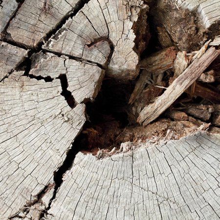 For fast response emergency tree work call 01909 519 675 Stump grinding image