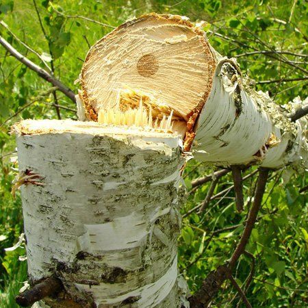 For fast response emergency tree work call 01909 519 675 Tree Felling image