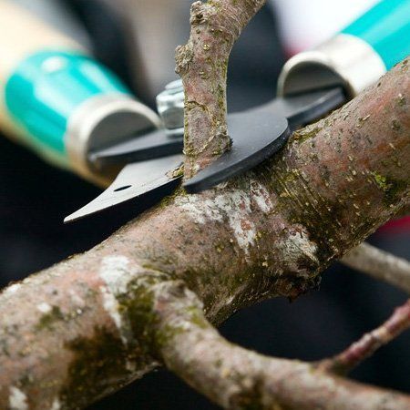 For fast response emergency tree work call 01909 519 675 Tree pruning image