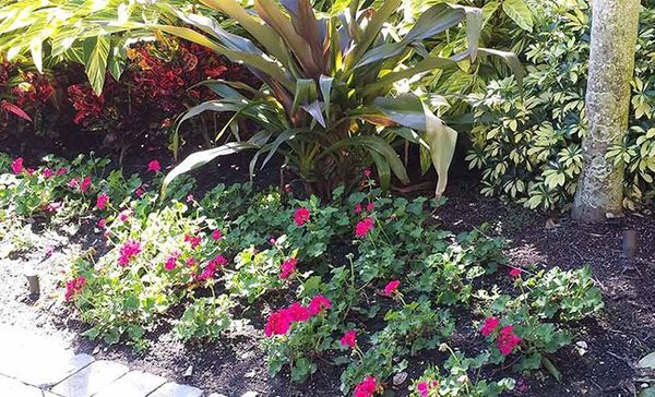 Upscale Landscaping Services — Fort Myers, FL — Island Coast Lawn & Landscaping, Inc. Upscale Landscaping Services — Fort Myers, FL — Island Coast Lawn & Landscaping, Inc.