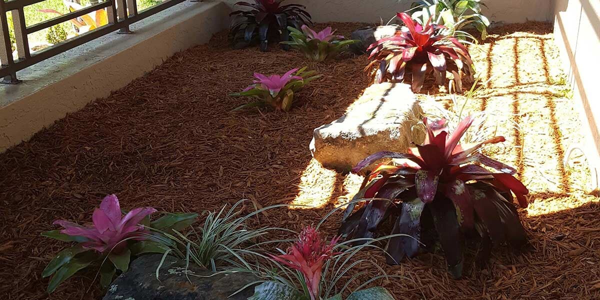 Lanai Plants — Fort Myers, FL — Island Coast Lawn & Landscaping, Inc.
