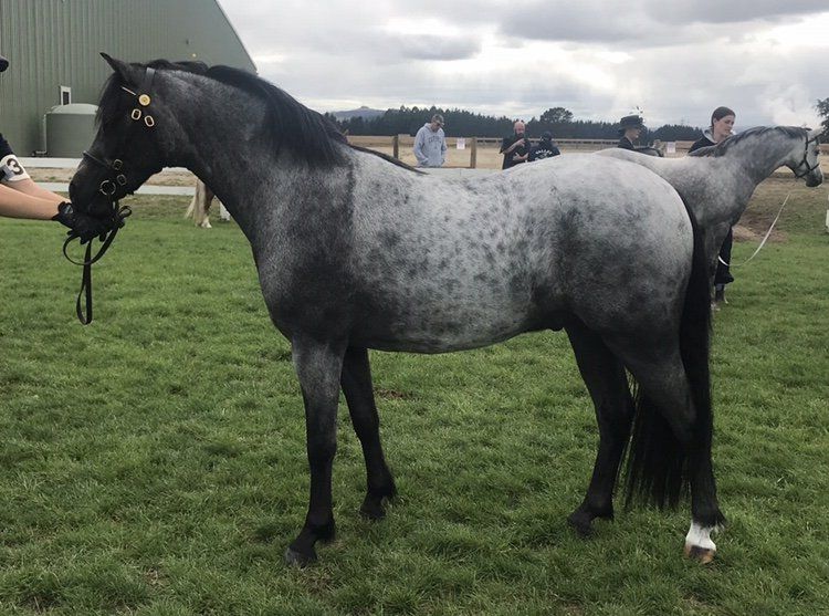 Hollybank Crusader