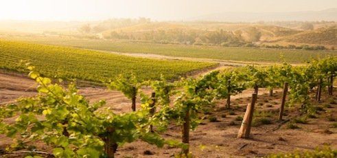 vineyard