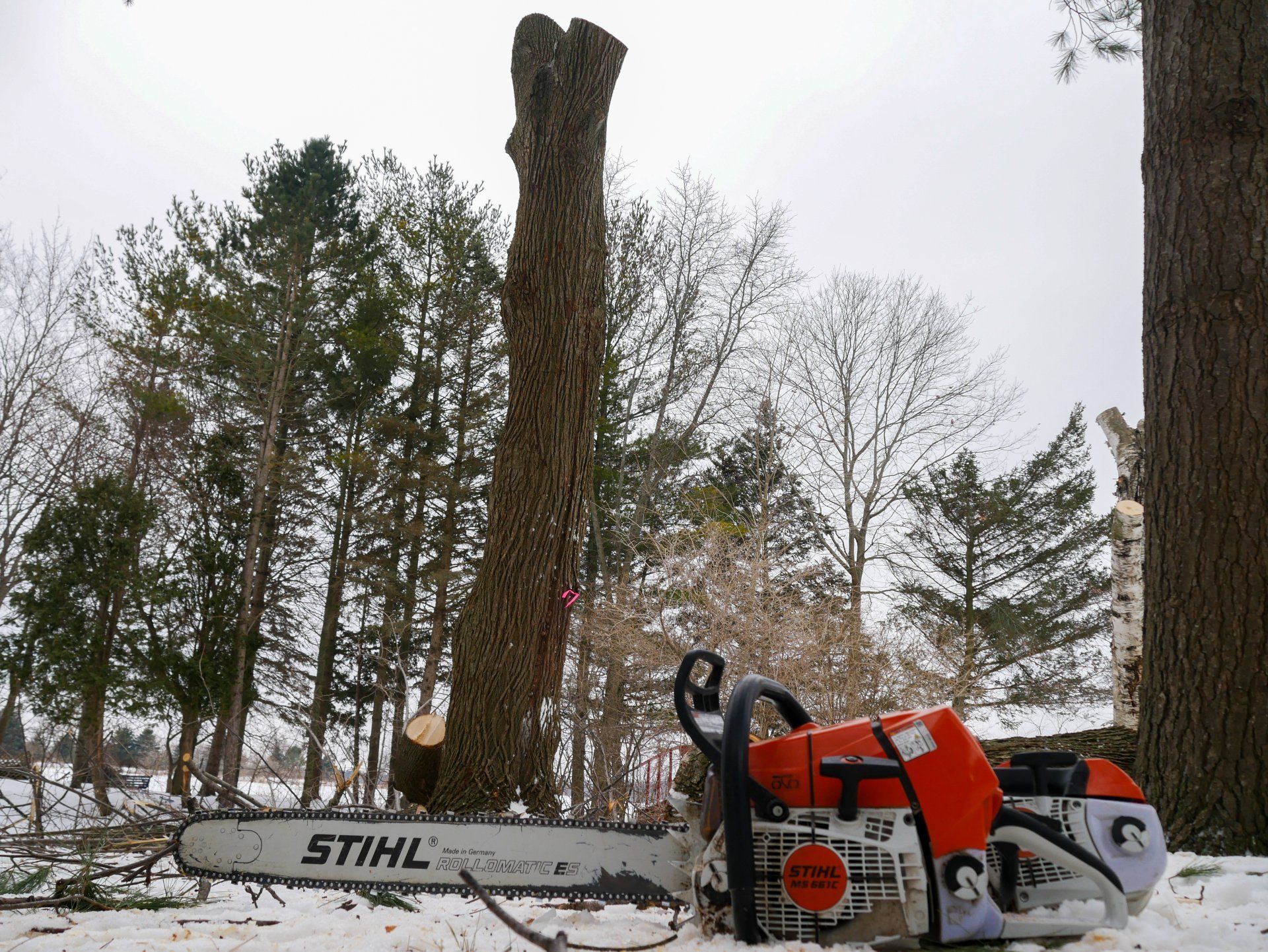A stihl chainsaw is cutting a tree in the snow