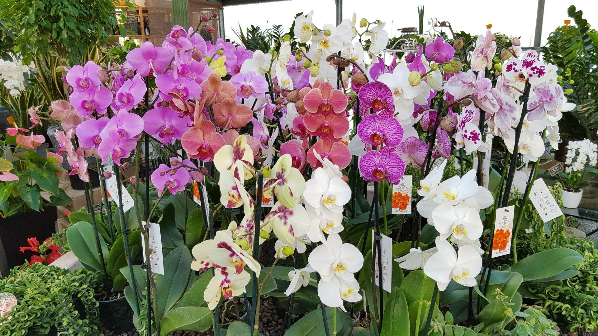vivaio con fiori