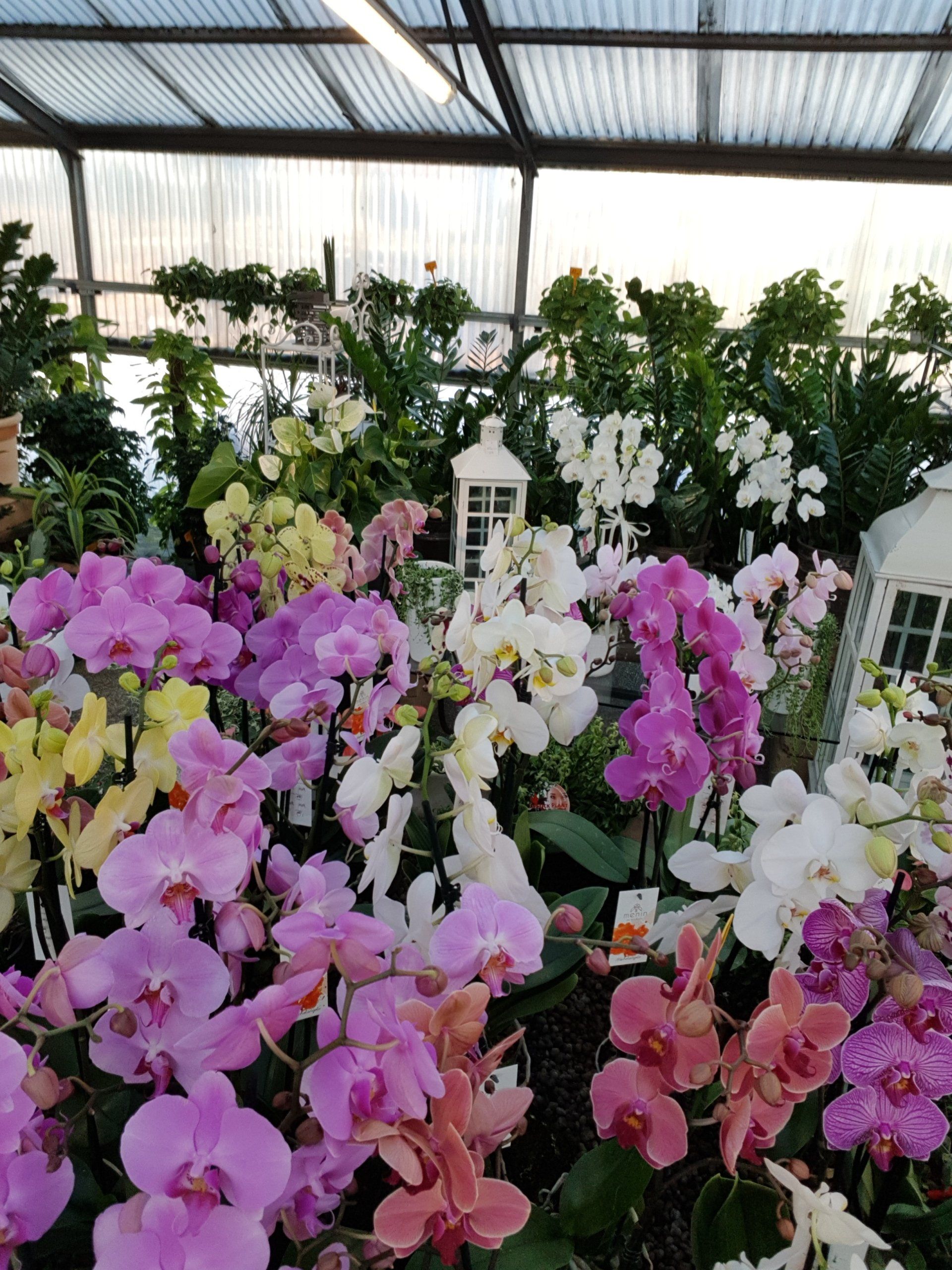 vivaio fiori