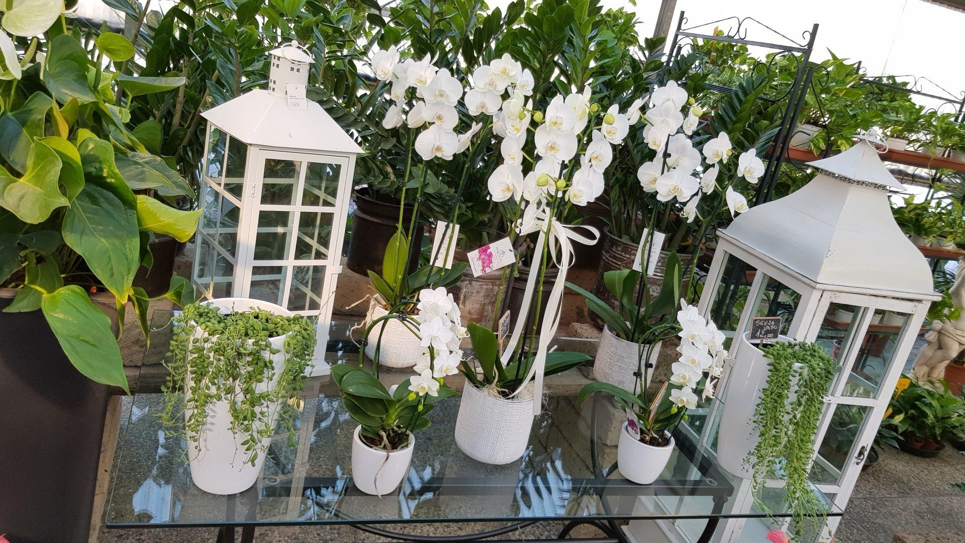 esposizione di fiori