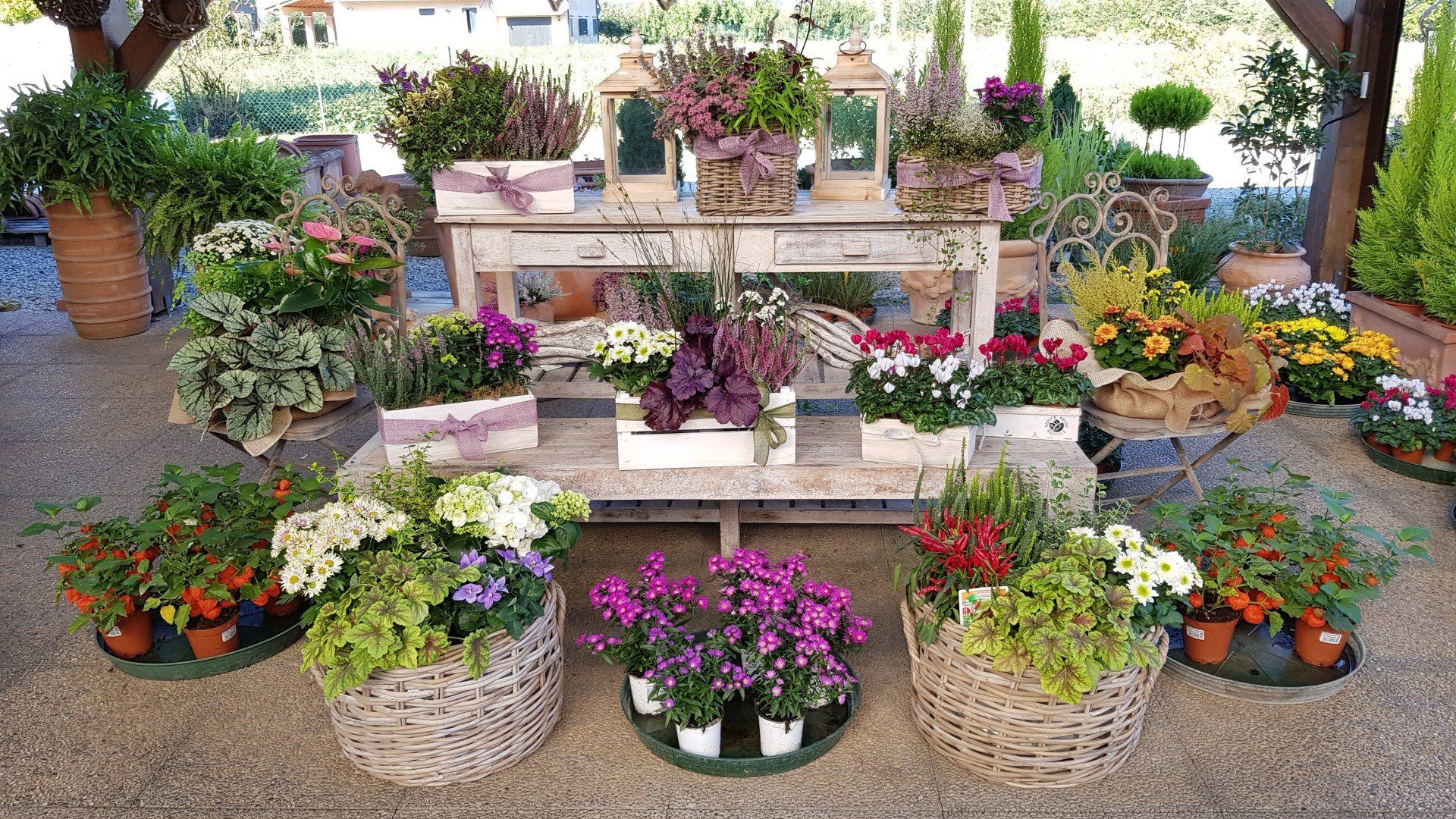 fiori in esposizione vivaio