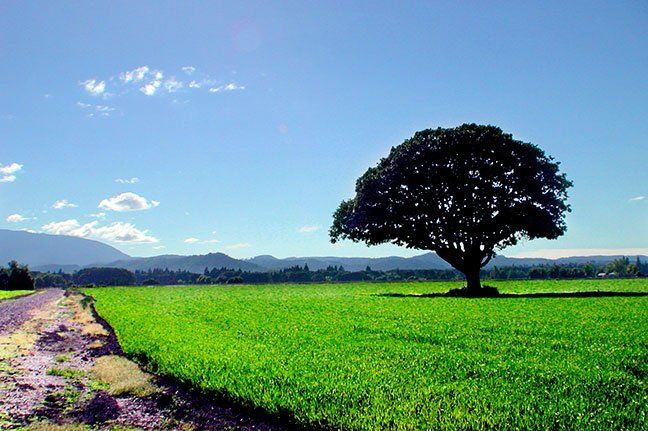 tree in field