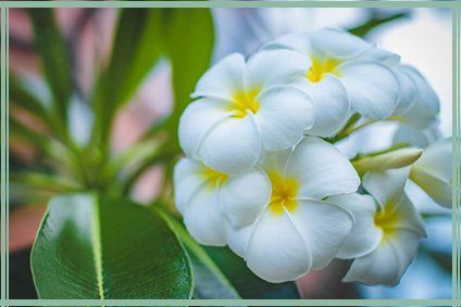 Acupuncture Campbell River Acupressure Tony Kim stress heart palpitations