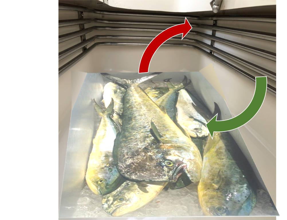 Mockup of fish inside cooler box
