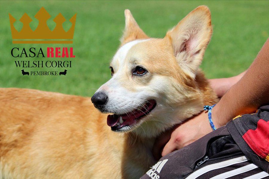Criaderos de welsh corgi