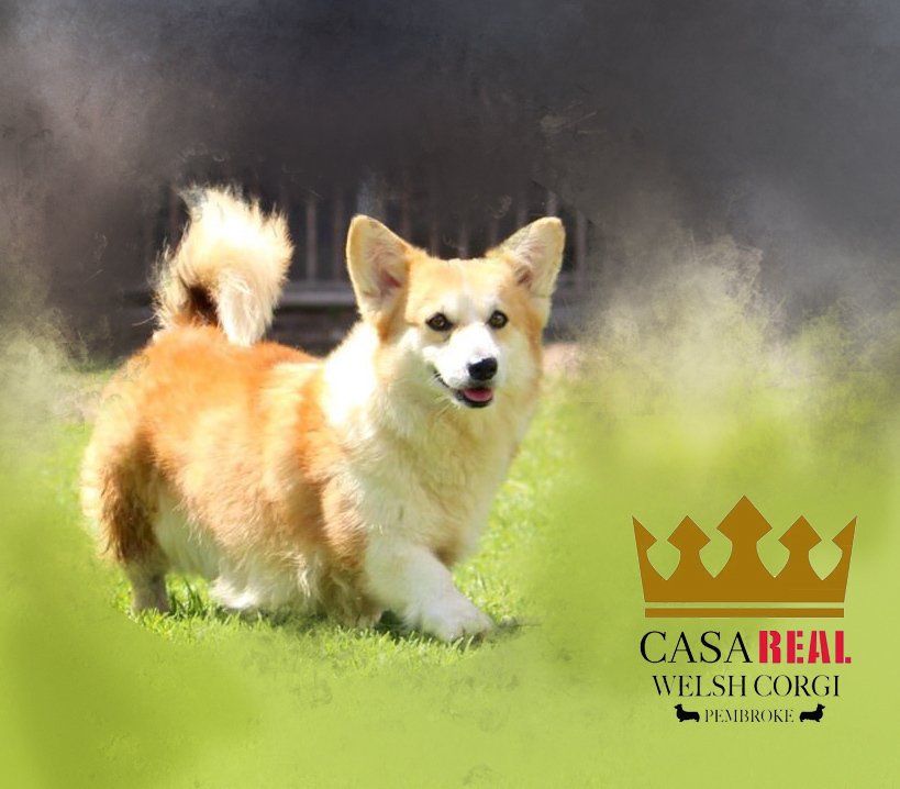 welsh corgi en aguascalientes