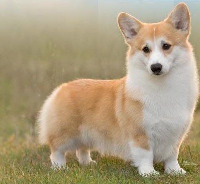 welsh corgi en Colima