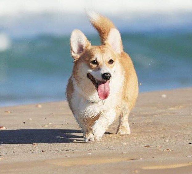 Criadero welsh corgi guadalajajara