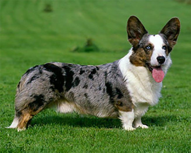 welsh corgi en monterrey