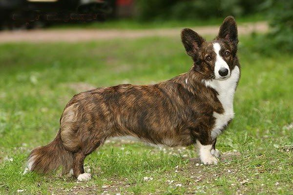 welsh corgi en Morelia
