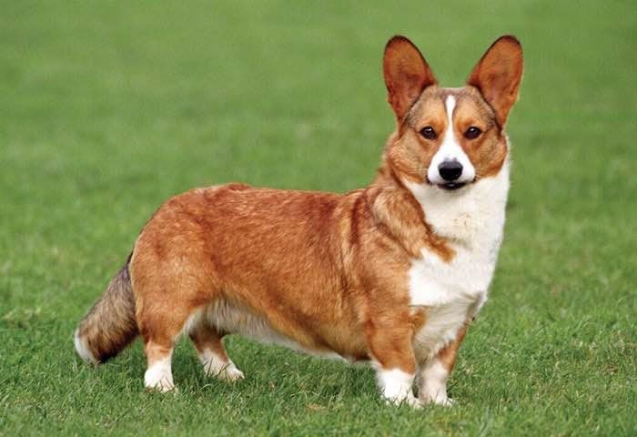 welsh corgi en Sonora