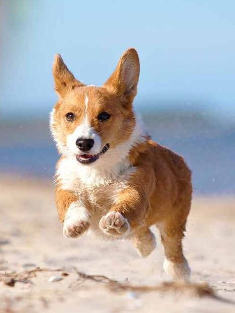 welsh corgi guadalajara