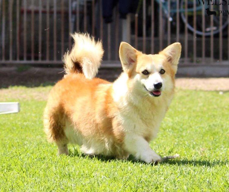 welsh corgi en Jalisco