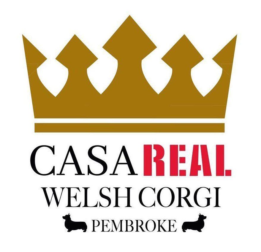 welsh corgi en venta logo