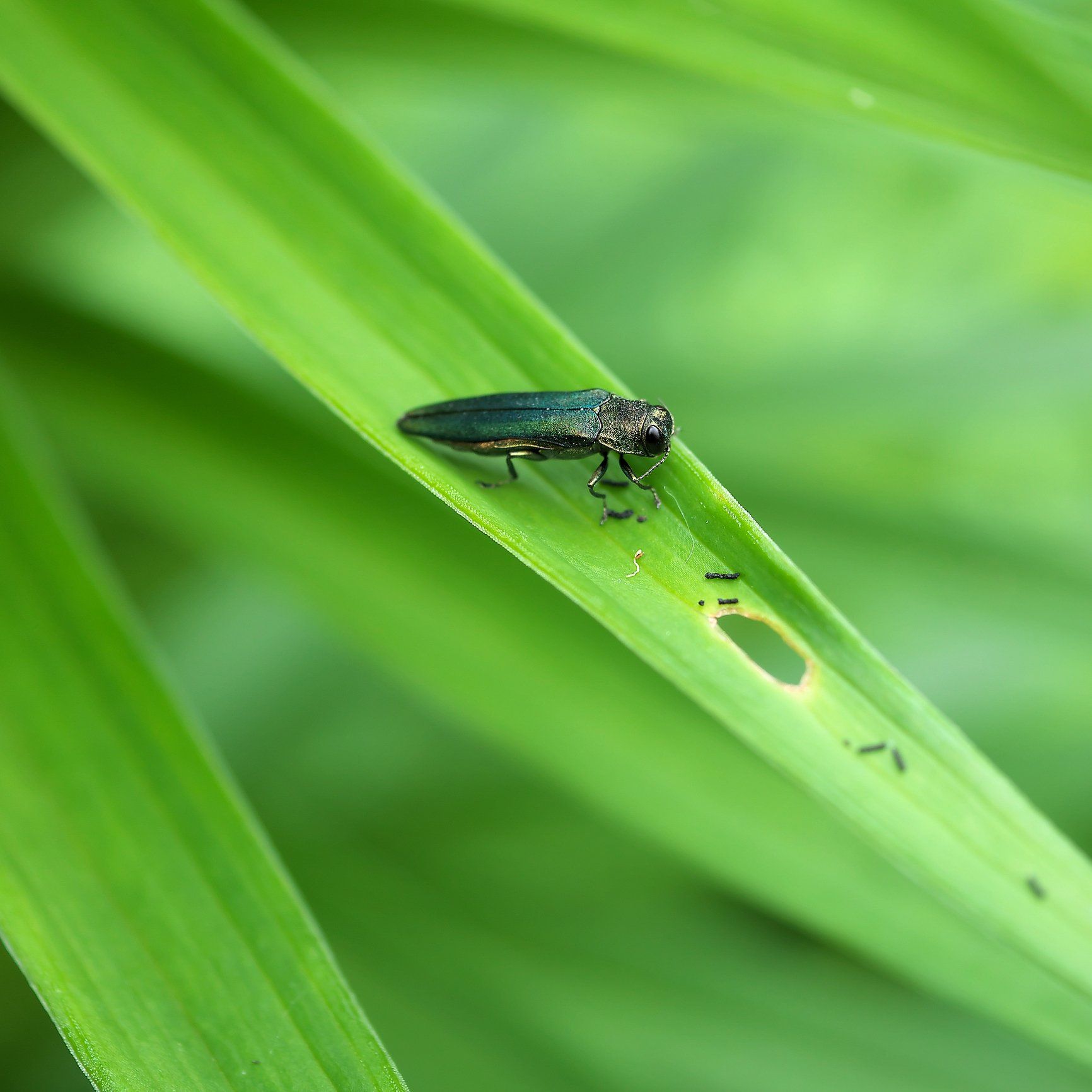 Emerald Ash Borer — Arnold, MO — DeClue & Sons Tree Care, Inc. Emerald Ash Borer — Arnold, MO — DeClue & Sons Tree Care, Inc.