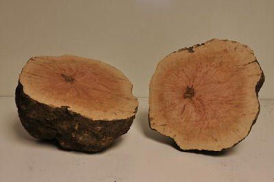 Wood burl ready to turn