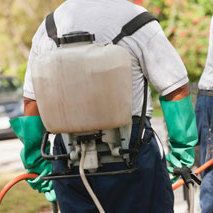 Pest Control Service Buffalo, NY