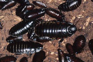 Pest Control Service in Buffalo, NY