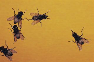 Fly & Pest Control for the Buffalo, Cheektowaga, Tonawanda & Amherst, NY Area