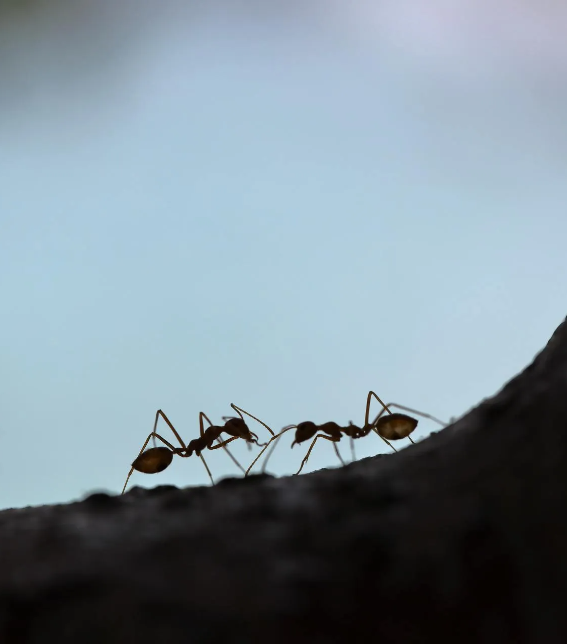 carpenter ant control for Amherst, Tonawanda, Cheektowaga & Buffalo, NY