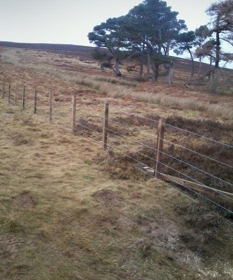 forest fencing