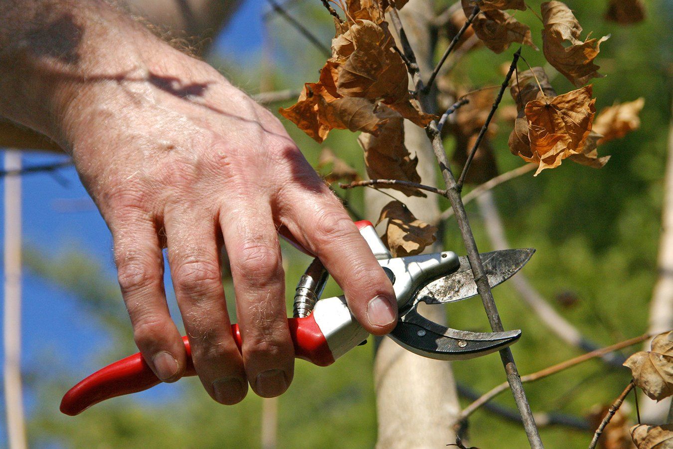 Bush pruning