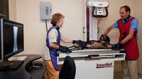 Pet — Veterinary Checking The Dog in Tucson, AZ