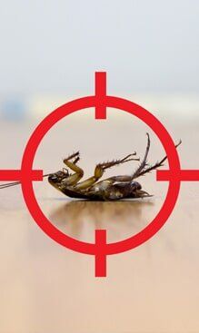 Pest — Yamba Pest Control in Yamba, NSW Pest — Yamba Pest Control in Yamba, NSW