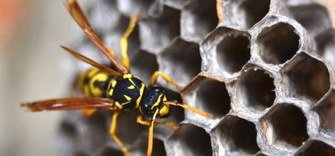 Bee — Yamba Pest Control in Yamba, NSW Bee — Yamba Pest Control in Yamba, NSW