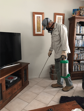 Pest Control On the sala — Yamba Pest Control in Yamba, NSW