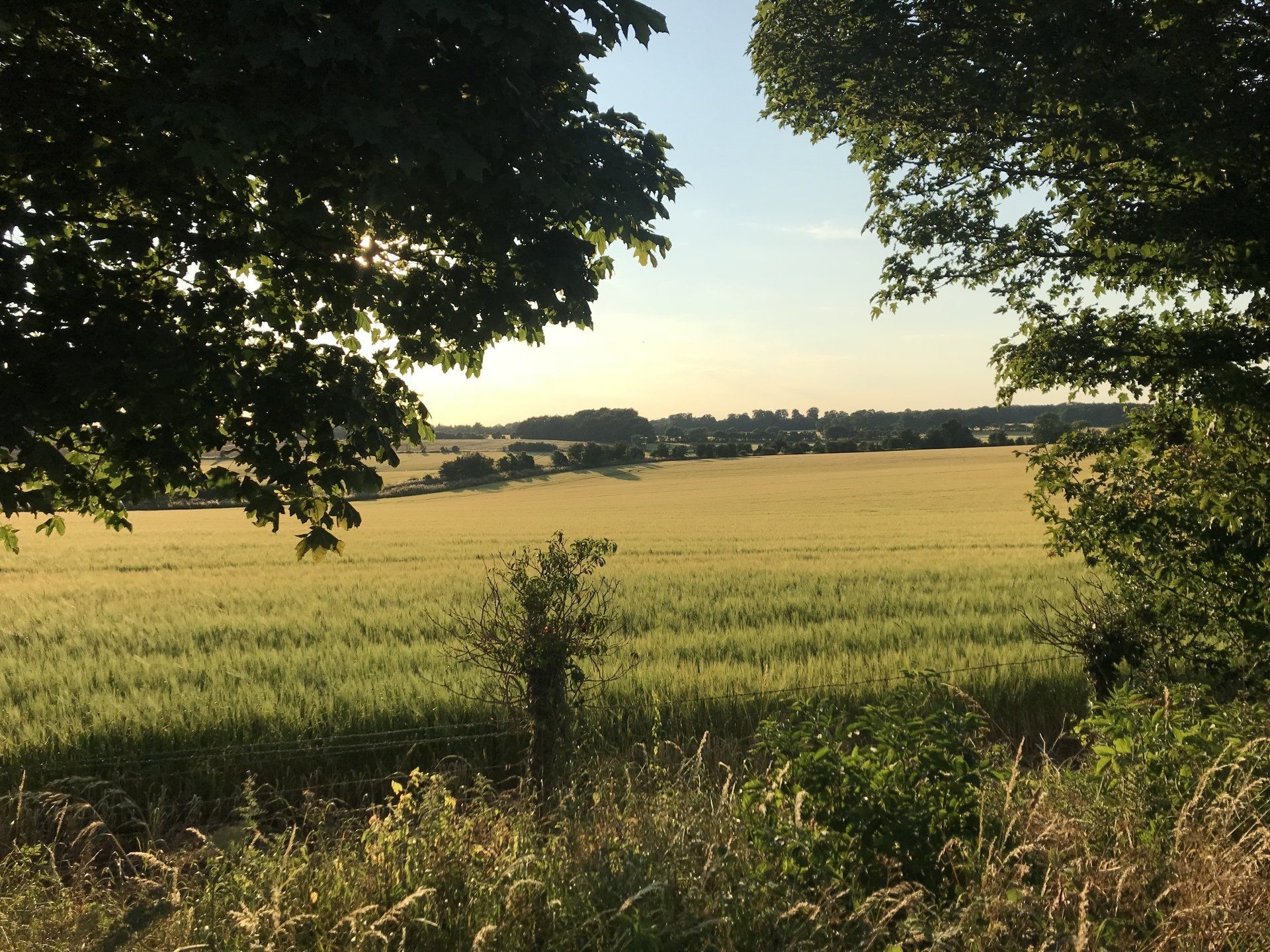 A view of a field with trees in the foreground