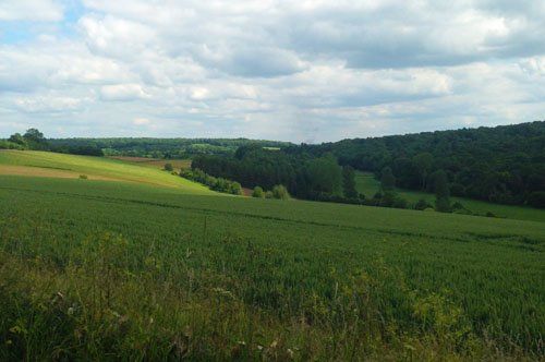 A green field with trees in the background and a cloudy sky