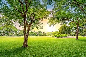 Trees — Tree Services in Revere, MA Trees — Tree Services in Revere, MA