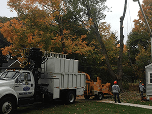 Tree Service — Tree Care in Revere, MA
