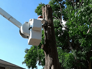 Tree Service 3 — Tree Care in Revere, MA