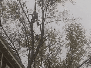 Tree Service 4 — Tree Care in Revere, MA