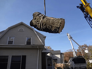 Tree Service 7 — Tree Care in Revere, MA