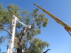 Tree Service 8 — Tree Care in Revere, MA