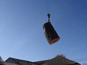 Tree Service 10 — Tree Care in Revere, MA